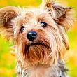 04072024 yorkshire terrier bello