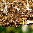 Vallo della Lucania Notizie foto - 22032016 api miele citta